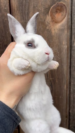 21K views · 412 reactions | Update on the rabbit kit with the...