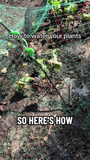 Here’s how to water plants correctly #water #plants #gardening #garden #vegetables