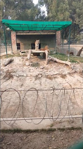 Bahawalpur Zoo Tiger #wildlife #animals #subscribe