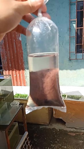 Tubifex Worm: A Live Food Source for Guppy Nest