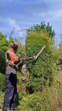 Trimming a Tall Bush to look Neat