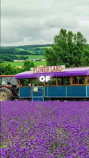 Escape to Furano: Japan's Lavender Paradise #furano #lavender #hokkaido #japantravel #japan