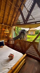 Wake up to the gentle presence of elephants at Chai Lai Orchid. 🐘 Share breakfast with Seavoy, the resident elephant, as she greets you at your window. 🥰 Engage in ethical interactions, such as feeding and observing elephants in their natural habitat. 🌿 Would you visit? 📍Chai Lai Orchid, Thailand 🏨Find your dream hotel with special offers at https://www.trip.com/t/hoteldeals- 👍Like our page for more staycation ideas and travel inspiration. Cr: hotelsteamtation #triphotel #thailandhotel #an