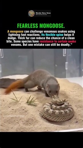 Why Mongooses Can Fight Venomous Snakes #Mongoose #Snake #shorts