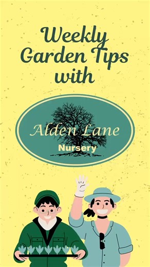 12 reactions | Alden Lane Nursery on Reels | Facebook