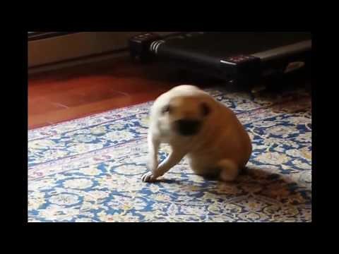 Incredible Dancing Pug