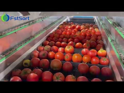 High-Efficient AI-Powered Tomato Guava Washing Sorting Processing Line! 🍅🤖