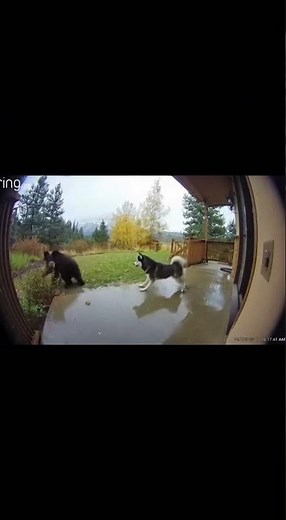 Brave Husky Scares Off Bear Cub