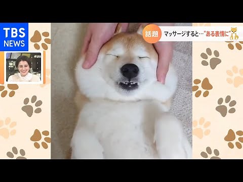 マッサージでとろける柴犬