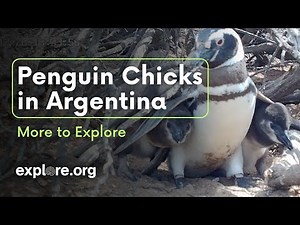 Penguin Chicks in Argentina | More to Explore Live Show