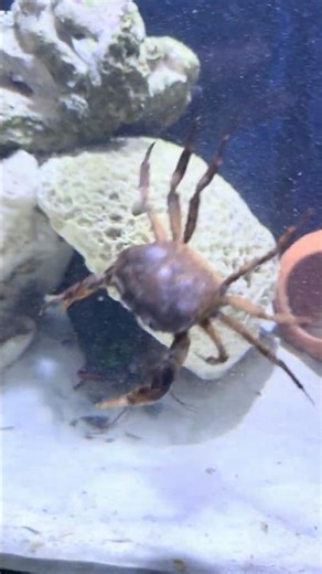 Ocean Assassin on the Hunt | Mantis Shrimp Attack 🦐