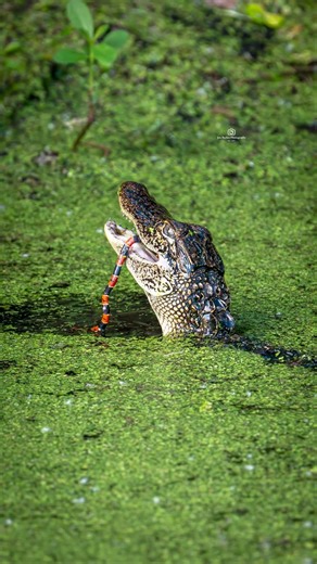 Baby Gator vs. Coral Snake!
