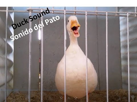 🦆 Duck Sound, Kuack, Animal Sounds for kids - Cuac Cuac, El Sonido del Pato 🦆 para niños, Animales