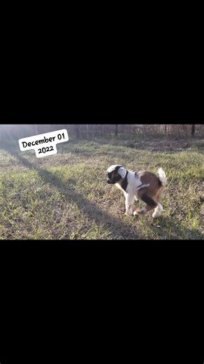 She was so tiny 💕 I love her more than you could imagine. She will FOREVER hold a special place in my heart. So hard to believe she's 3 years old now! Time sure flies! | Baby's barnyard