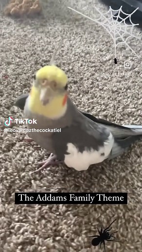Leo's Favorite Songs: Addams Family Whistling | Cockatiel Serenade