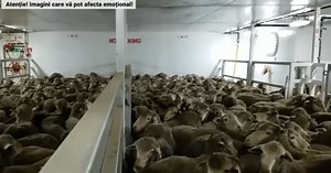 ONG pentru protecția animalelor: România pierde bani din exportul de animale vii în țările arabe