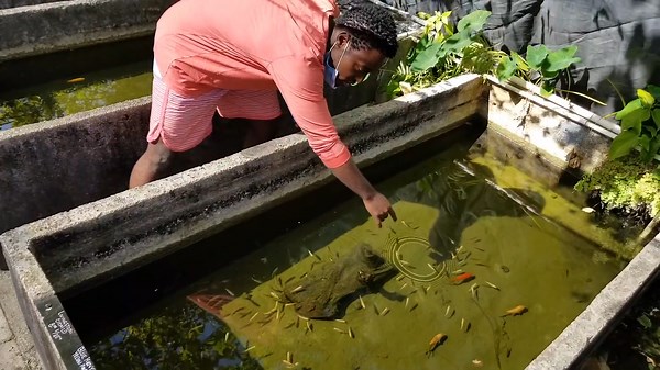 Can Goldfish Really Learn Tricks?