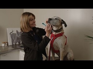 How to brush your dog's teeth | Vet demonstration