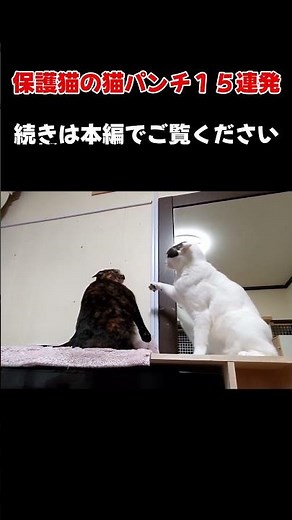 猫パンチ炸裂！猫たちの可愛くてちょっと本気な“猫パンチ”の瞬間を15個まとめました！ 続きは本編で。 #保護猫 #猫パンチ