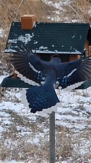 Blue Jay Flying in to Bird Feeder in Slow Motion is an Amazing Moment of Natural Beauty! #bluejay