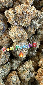 Dosi Punch | Marijuana Strain Reviews