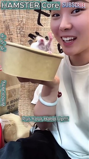 Tiny Fluff, Maximum Chaos! Top 6 Hamster Moments 🌀 #hamster #hamsters