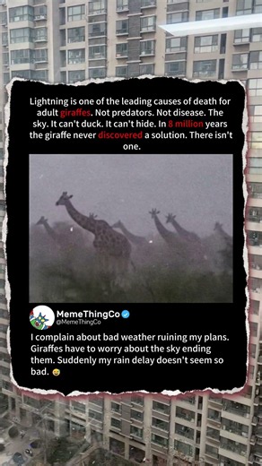 For Giraffes, the Sky Is Their Biggest Threat ⚡ #Nature #Wildlife #GiraffeFacts