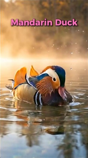 This Duck Looks Too Beautiful to Be Real