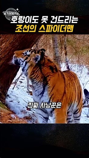 호랑이보다 4배나 많았던 조선의 진짜 지배자