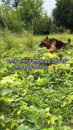 My Dog Running at Super High Speed 🐕💨 | Fastest Dog Run Compilation"