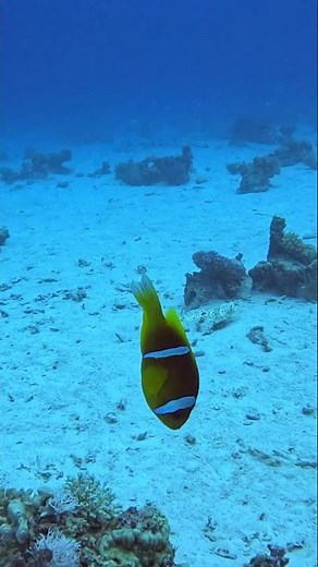 Nemo Swims in from the Blue 🐠🌊 Straight into Its Anemone Home