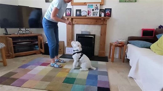 Deaf puppy learns sign language in just eight weeks