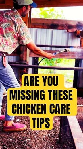 7 Overlooked Chicken Care Tips You Need to Know