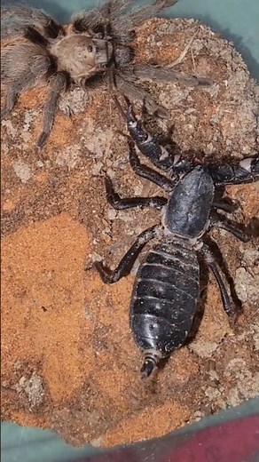 🕷️ Spider vs Scorpion! 🦂 #insects #animals #insectfight