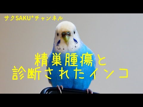 vol.228『精巣腫瘍と診断されたインコ』セキセイインコのサクちゃん