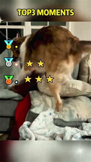 Short video compilation: Dogs that love to lie in their owner's lap