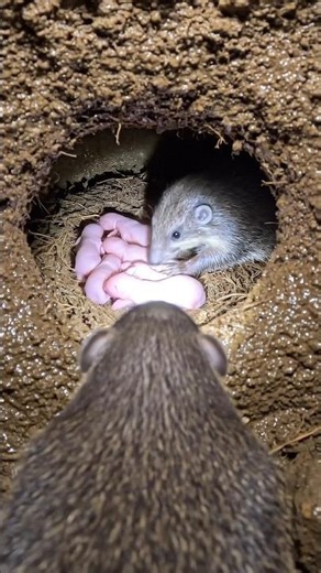 Inside a Mole’s Secret Underground City | Real POV Camera