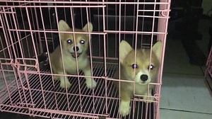 255 reactions · 32 shares | Adorable Welsh Corgi puppies for sale 2 mos old Imported parents Please call 09177929291 if interested | Doggieland Pet Hotel and Resort | Facebook