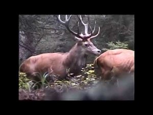 Deer mating in nature