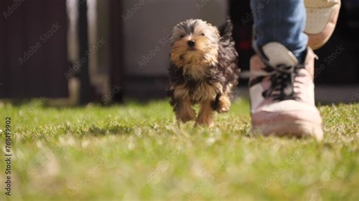 yorkshire terrier running after child's feet, slow motion