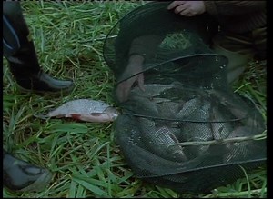 'A Passion For Angling - Autumn Glory' NOW LIVE! WATCH NOW: https://www.youtube.com/watch?v=tViNc9_taX4 "Bob, Chris and I are delighted that you still enjoy ‘A Passion for Angling’ so much after all these years, so we are most grateful that Peter Drennan has agreed to host the rest of the series on his website so that you can view it for free. We sincerely hope that our adventures with rod and line provide some respite from the acute challenges in these days ahead and if you enjoy the films enou