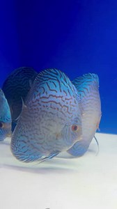 23K views · 1K reactions | Mesmerizing 5” to 5.5” Giant Floral Discus with Vivid sky blue body with intricate maze patterning and electric blue highlights on fins. A true centerpiece for any aquascape. https://goldenstatediscus.com/ Call/text Lynda 1(916) 257-5334 #DiscusFish #TropicalFish #FishLovers #Discus | Golden State Discus | Facebook