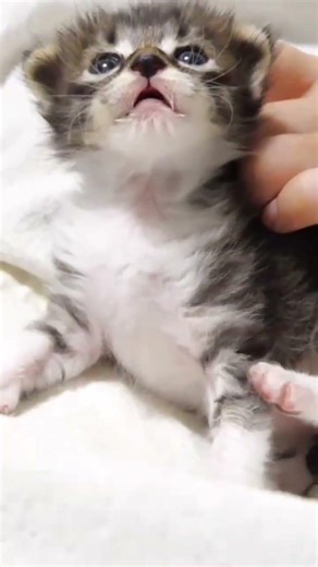 cute kitten sounds🥰🥰