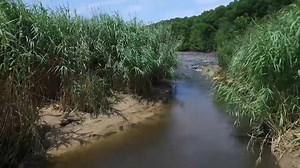 Invasive Reeds Destroying Wetlands at Calvert Cliffs State Park