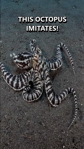 This Octopus Imitates Dangerous Animals!