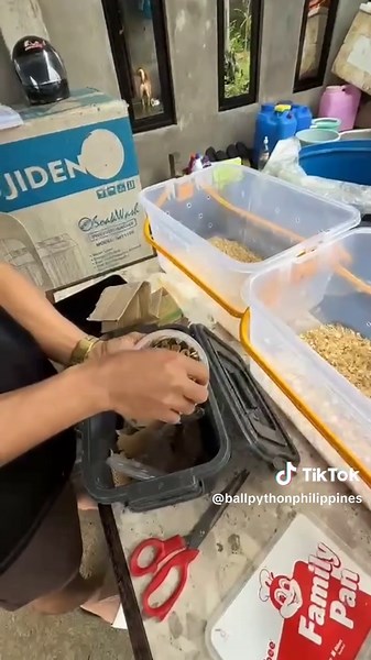 2 Ball python sold with papers #ballpythonphilippines