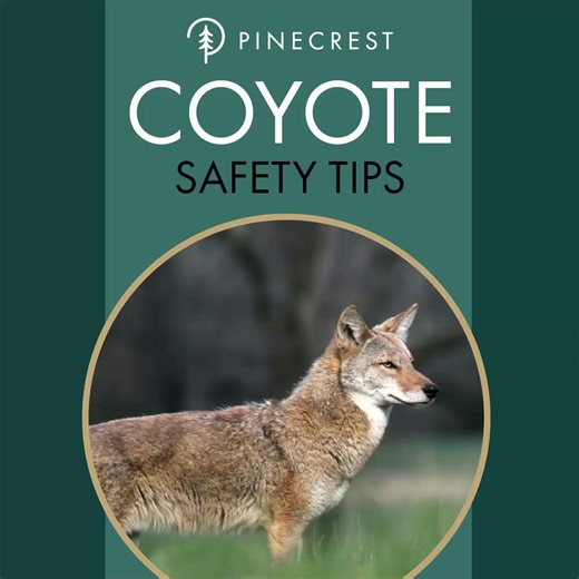 A coyote was recently spotted in Pinecrest. While attacks on humans are extremely rare, it's important to stay alert and take precautions to keep your family and pets safe. Coyotes are most active at dawn and dusk in October and November. They are generally timid and avoid humans. This video from the Florida Fish and Wildlife Conservation Commission shows how to “haze” a coyote or make coyotes unwelcome. Safety tips: - How to protect yourself and your pets: - Never feed coyotes. It is illegal in