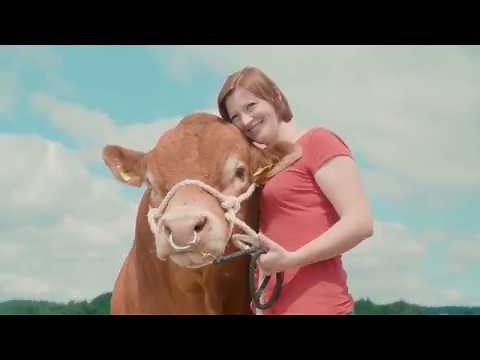 Limousin Bulle Saphir - Zuchtbetrieb Streng - Jasmin Bock| PATURA Unterwegs