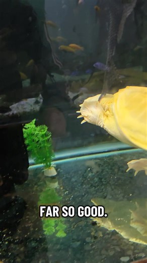 32K views · 677 reactions | terry the turtle! should we keep him as a display animal? #turtle #fish #aquarium #pond | Ohio Fish Rescue | Facebook