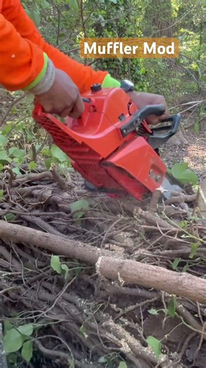Echo 590 Muffler Mod in some big loblolly pine. #stormwork #treework #echochainsaw #arborist
